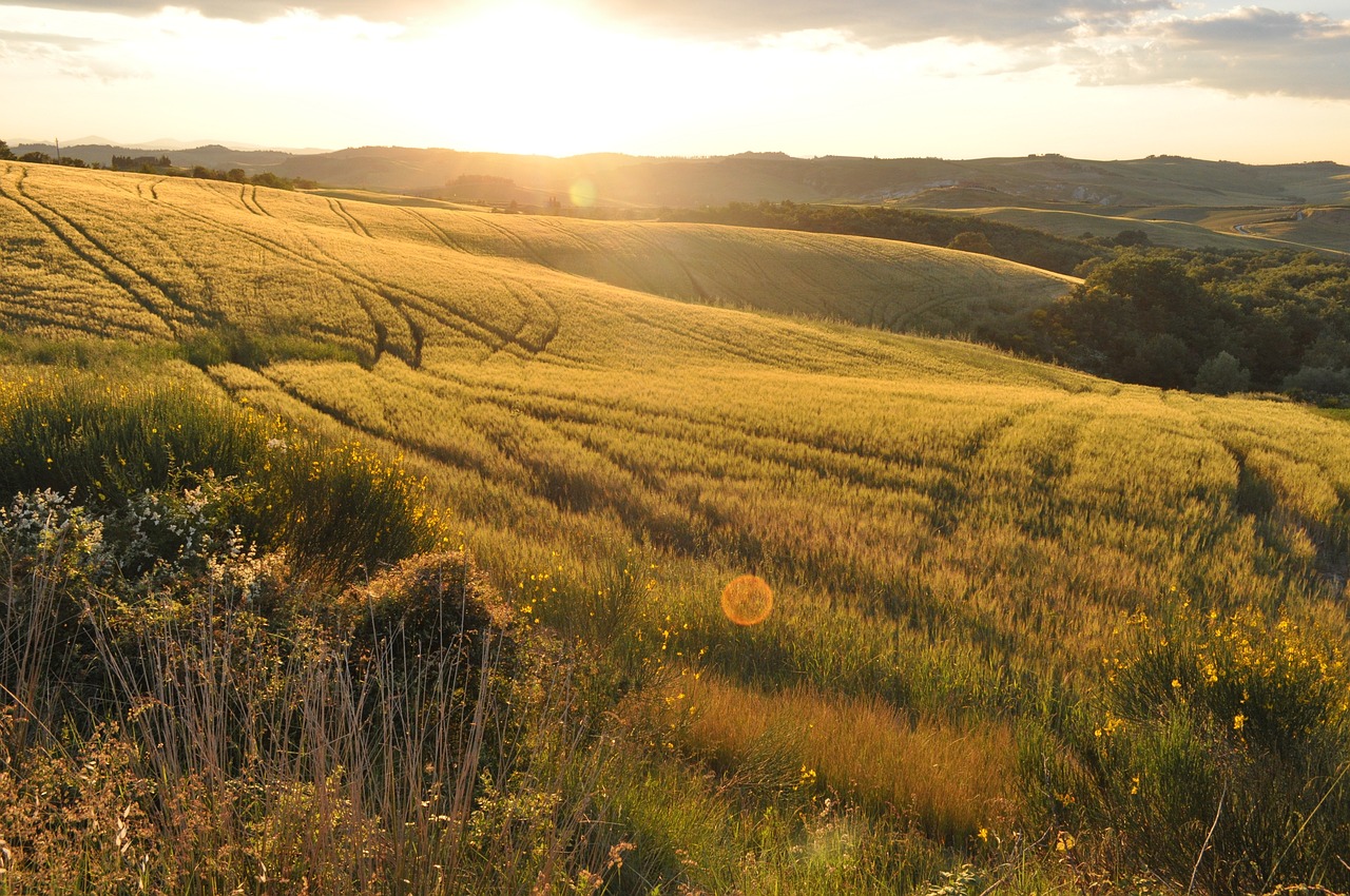 Can Local Food Production Reduce Environmental Impact?